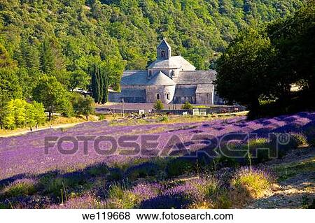 Stock Photo - Blooming field of Lavender Lavandula angustifolia in front of Senanque Abbey, Gordes, Vaucluse, Provence-Alpes-Cote d´Azur, Southern France, France, Europe. Fotosearch