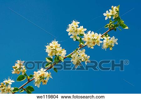 Blossoming Cherry Prunus avium, Ukraine, Eastern Europe View Large Photo Image Picture - Blossoming Cherry Prunus avium, Ukraine, Eastern Europe. Fotosearch