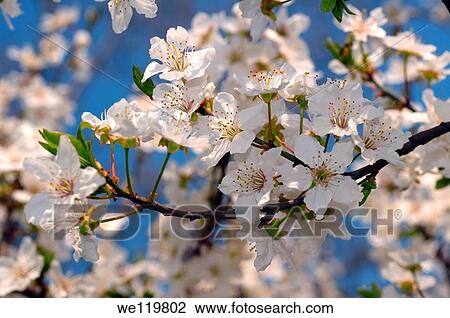 Blossoming Cherry Prunus avium, Ukraine, Eastern Europe View Large Photo Image Stock Image - Blossoming Cherry Prunus avium, Ukraine, Eastern Europe. Fotosearch