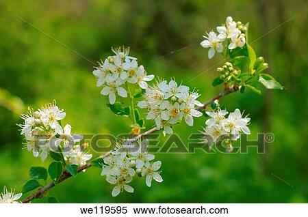 Blossoming Cherry Prunus avium, Ukraine, Eastern Europe View Large Photo Image Stock Photography - Blossoming Cherry Prunus avium, Ukraine, Eastern Europe. Fotosearch