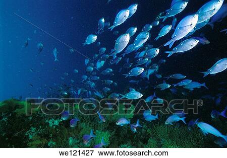Blue Maomao school Scorpis violaceus Poor Knights Islands New Zealand View Large Photo Image Stock Photo - Blue Maomao school Scorpis violaceus Poor Knights Islands New Zealand. Fotosearch