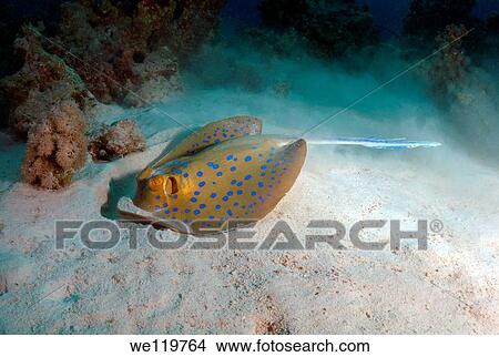 Blue spotted stingray Taeniura lymma, Red Sea, Egypt, Africa View Large Photo Image Picture - Blue spotted stingray Taeniura lymma, Red Sea, Egypt, Africa. Fotosearch