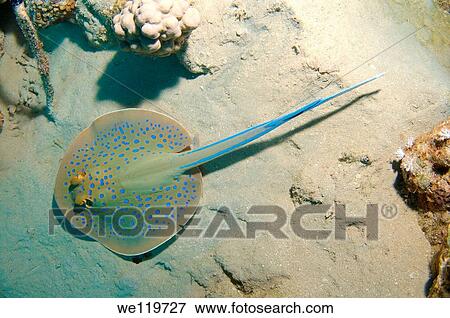 Stock Photo - Blue spotted stingray Taeniura lymma, Red Sea, Egypt, Africa. Fotosearch