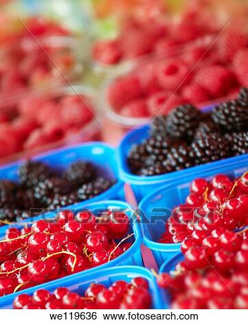 Blueberries, raspberries and blackberries trays at a food market View Large Photo Image Stock Photograph - Blueberries, raspberries and blackberries trays at a food market. Fotosearch