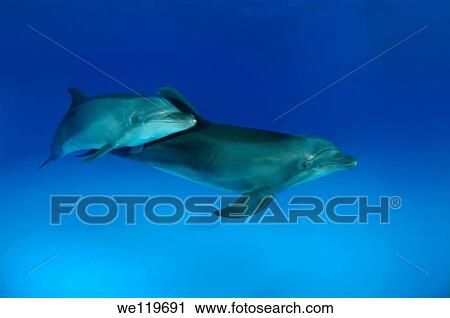 Bottlenose dolphin Tursiops truncatus, Dolphinarium, Odessa, Ukraine, Europe View Large Photo Image Stock Image - Bottlenose dolphin Tursiops truncatus, Dolphinarium, Odessa, Ukraine, Europe. Fotosearch