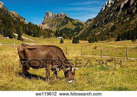 Brown Swiss cow grazing on an alpine pasture near Pruefel in the Justis Valley, Mount Schibe behind, Bernese Oberland, Switzerland View Large Photo Image Stock Image - Brown Swiss cow grazing on an alpine pasture near Pruefel in the Justis Valley, Mount Schibe behind, Bernese Oberland, Switzerland. Fotosearch