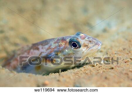 Butterfish Pholis gunnellus Arctic, Russia, Kareliya, White sea View Large Photo Image Picture - Butterfish Pholis gunnellus Arctic, Russia, Kareliya, White sea. Fotosearch