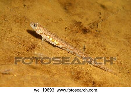 Butterfish Pholis gunnellus Arctic, Russia, Kareliya, White sea View Large Photo Image Stock Image - Butterfish Pholis gunnellus Arctic, Russia, Kareliya, White sea. Fotosearch