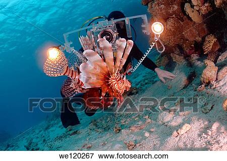 Stock Photo - cameraman and red lionfish Pterois volitans Red sea, Egypt. Fotosearch