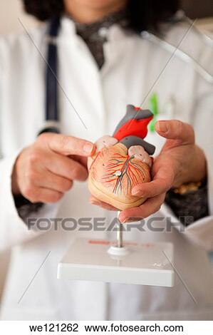 Cardiologist holding a human heart model in hands View Large Photo Image Stock Image - Cardiologist holding a human heart model in hands. Fotosearch