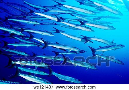 Chevron barracuda Sphyraena qenie Witu Islands Papua New Guinea View Large Photo Image Stock Photo - Chevron barracuda Sphyraena qenie Witu Islands Papua New Guinea. Fotosearch