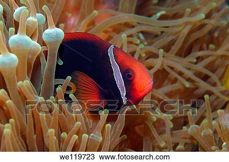 Cinnamon clownfish or Fire clownfish Amphiprion melanopus, Redang Island, Malaysia, Southeast Asia View Large Photo Image Stock Image - Cinnamon clownfish or Fire clownfish Amphiprion melanopus, Redang Island, Malaysia, Southeast Asia. Fotosearch
