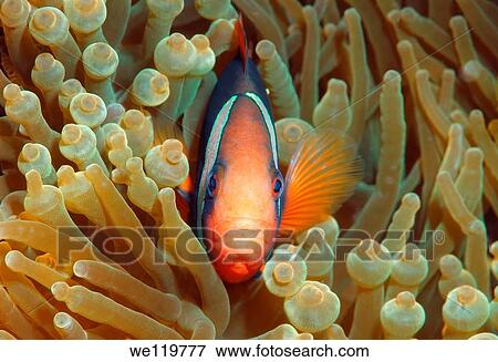 Stock Photo - Cinnamon clownfish or Fire clownfish Amphiprion melanopus, Redang Island, Malaysia, Southeast Asia. Fotosearch