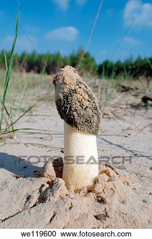 common morel, morel, yellow morel, true morel, morel mushroom, or sponge morel Morchella esculenta Kherson area, Ukraine, Eastern Europe View Large Photo Image Stock Image - common morel, morel, yellow morel, true morel, morel mushroom, or sponge morel Morchella esculenta Kherson area, Ukraine, Eastern Europe. Fotosearch