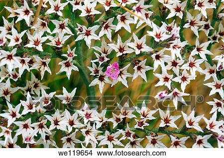 Common Sea-lavender Limonium vulgare, Ukraine, Eastern Europe View Large Photo Image Picture - Common Sea-lavender Limonium vulgare, Ukraine, Eastern Europe. Fotosearch