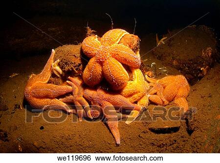 Stock Photograph - Common Starfish Asterias rubens, Arctic, Russia, Kareliya, White sea. Fotosearch