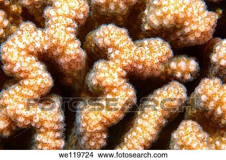 Picture - Coral, close-up, Red Sea, Egypt, Africa. Fotosearch