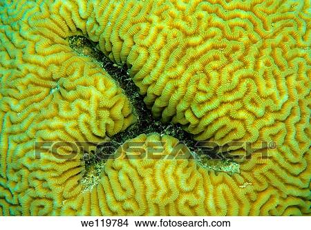 Coral, close-up, Red Sea, Egypt, Africa View Large Photo Image Picture - Coral, close-up, Red Sea, Egypt, Africa. Fotosearch