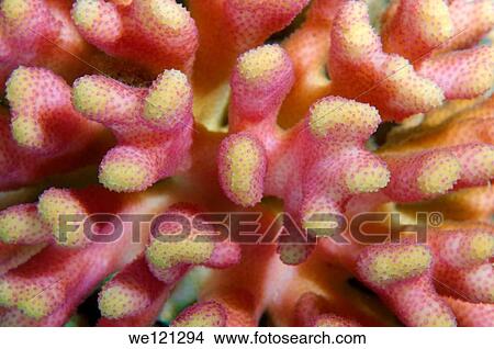 Coral, close-up, Red Sea, Egypt, Africa View Large Photo Image Picture - Coral, close-up, Red Sea, Egypt, Africa. Fotosearch