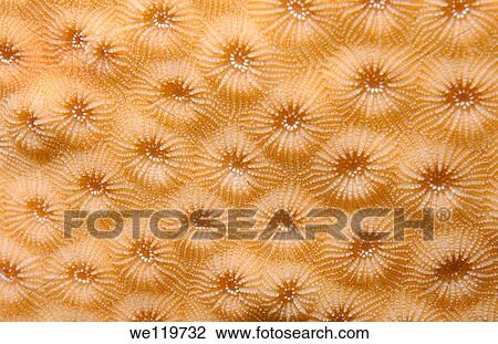 Coral, close-up, Red Sea, Egypt, Africa View Large Photo Image Stock Image - Coral, close-up, Red Sea, Egypt, Africa. Fotosearch