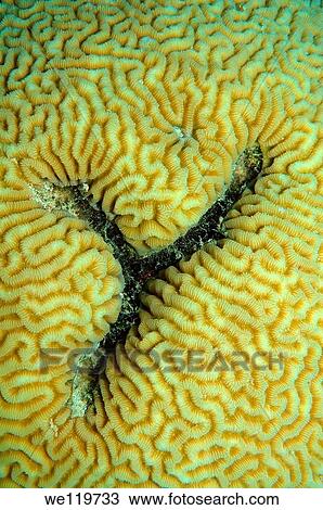 Coral, close-up, Red Sea, Egypt, Africa View Large Photo Image Stock Image - Coral, close-up, Red Sea, Egypt, Africa. Fotosearch