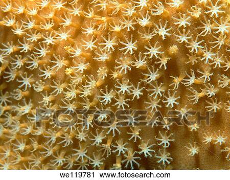 Coral, close-up, Red Sea, Egypt, Africa View Large Photo Image Stock Image - Coral, close-up, Red Sea, Egypt, Africa. Fotosearch