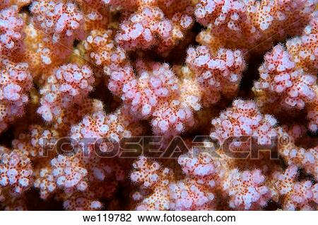 Coral, close-up, Red Sea, Egypt, Africa View Large Photo Image Stock Image - Coral, close-up, Red Sea, Egypt, Africa. Fotosearch