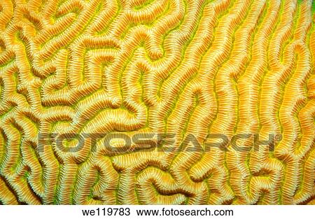 Stock Image - Coral, close-up, Red Sea, Egypt, Africa. Fotosearch