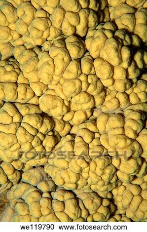 Coral, close-up, Red Sea, Egypt, Africa View Large Photo Image Stock Image - Coral, close-up, Red Sea, Egypt, Africa. Fotosearch