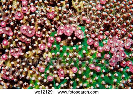Coral, close-up, Red Sea, Egypt, Africa View Large Photo Image Stock Image - Coral, close-up, Red Sea, Egypt, Africa. Fotosearch