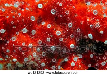 Coral, close-up, Red Sea, Egypt, Africa View Large Photo Image Stock Image - Coral, close-up, Red Sea, Egypt, Africa. Fotosearch