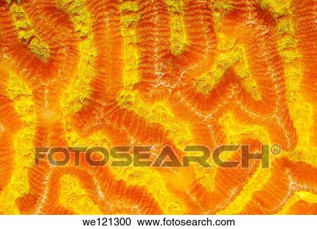 Coral, close-up, Red Sea, Egypt, Africa View Large Photo Image Stock Image - Coral, close-up, Red Sea, Egypt, Africa. Fotosearch