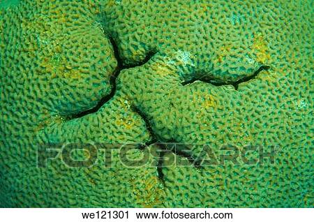 Coral, close-up, Red Sea, Egypt, Africa View Large Photo Image Stock Image - Coral, close-up, Red Sea, Egypt, Africa. Fotosearch