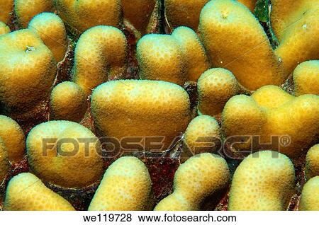 Coral, close-up, Red Sea, Egypt, Africa View Large Photo Image Stock Photo - Coral, close-up, Red Sea, Egypt, Africa. Fotosearch