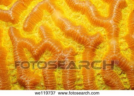 Coral, close-up, Red Sea, Egypt, Africa View Large Photo Image Stock Photo - Coral, close-up, Red Sea, Egypt, Africa. Fotosearch