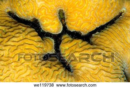 Stock Photo - Coral, close-up, Red Sea, Egypt, Africa. Fotosearch