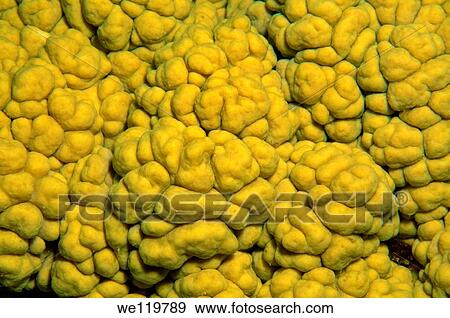 Coral, close-up, Red Sea, Egypt, Africa View Large Photo Image Stock Photo - Coral, close-up, Red Sea, Egypt, Africa. Fotosearch