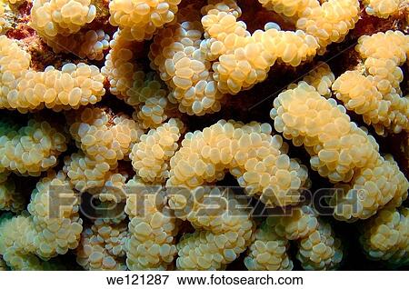 Coral, close-up, Red Sea, Egypt, Africa View Large Photo Image Stock Photo - Coral, close-up, Red Sea, Egypt, Africa. Fotosearch