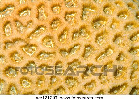Coral, close-up, Red Sea, Egypt, Africa View Large Photo Image Stock Photo - Coral, close-up, Red Sea, Egypt, Africa. Fotosearch