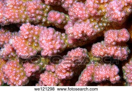Coral, close-up, Red Sea, Egypt, Africa View Large Photo Image Stock Photo - Coral, close-up, Red Sea, Egypt, Africa. Fotosearch