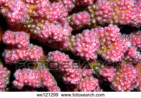 Coral, close-up, Red Sea, Egypt, Africa View Large Photo Image Stock Photo - Coral, close-up, Red Sea, Egypt, Africa. Fotosearch
