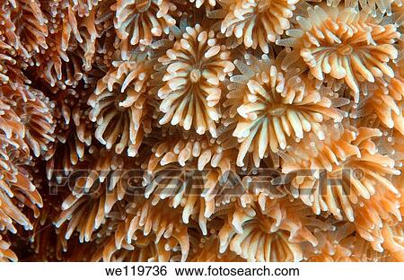 Coral, close-up, Red Sea, Egypt, Africa View Large Photo Image Stock Photograph - Coral, close-up, Red Sea, Egypt, Africa. Fotosearch