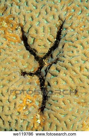 Coral, close-up, Red Sea, Egypt, Africa View Large Photo Image Stock Photograph - Coral, close-up, Red Sea, Egypt, Africa. Fotosearch