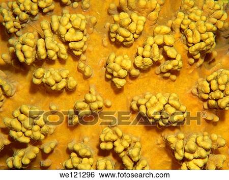 Coral, close-up, Red Sea, Egypt, Africa View Large Photo Image Stock Photograph - Coral, close-up, Red Sea, Egypt, Africa. Fotosearch