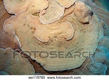 Stock Photography - Coral, close-up, Red Sea, Egypt, Africa. Fotosearch