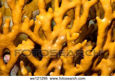 Coral, close-up, Red Sea, Egypt, Africa View Large Photo Image Stock Photography - Coral, close-up, Red Sea, Egypt, Africa. Fotosearch