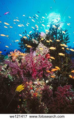 Coral Reef and Anthias Namena Island Fiji View Large Photo Image Stock Photo - Coral Reef and Anthias Namena Island Fiji. Fotosearch