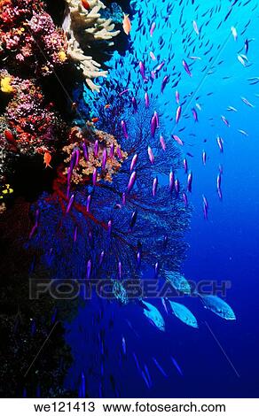 Coral Reef Namena Island Fiji View Large Photo Image Stock Image - Coral Reef Namena Island Fiji. Fotosearch