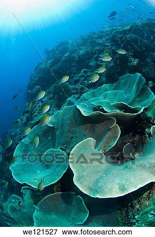 Coral reef, Raja Ampat, Indonesia View Large Photo Image Stock Photo - Coral reef, Raja Ampat, Indonesia. Fotosearch