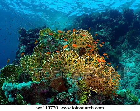 Stock Image - coral reef, Red Sea, Egypt, Africa. Fotosearch